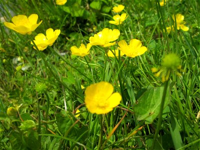Kriechender Hahnenfuß (Ranunculus repens) im Bürgerpark Saarbrücken