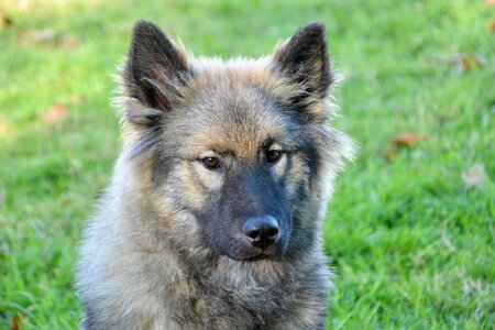 Pet dog eurasier companion