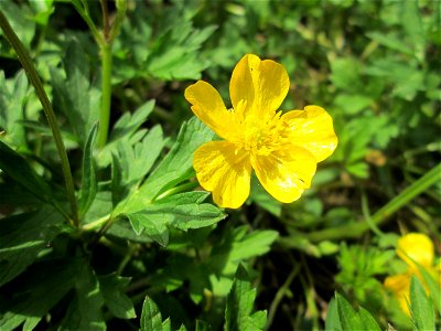 Kriechender Hahnenfuß (Ranunculus repens) im Naturschutzgebiet „St. Arnualer Wiesen“