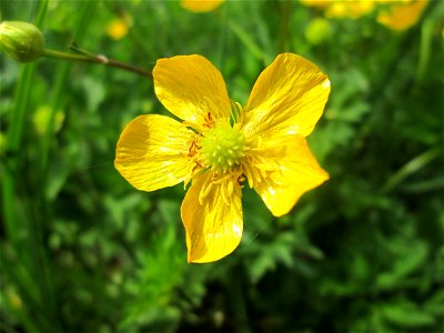 Kriechender Hahnenfuß (Ranunculus repens) im Naturschutzgebiet „St. Arnualer Wiesen“