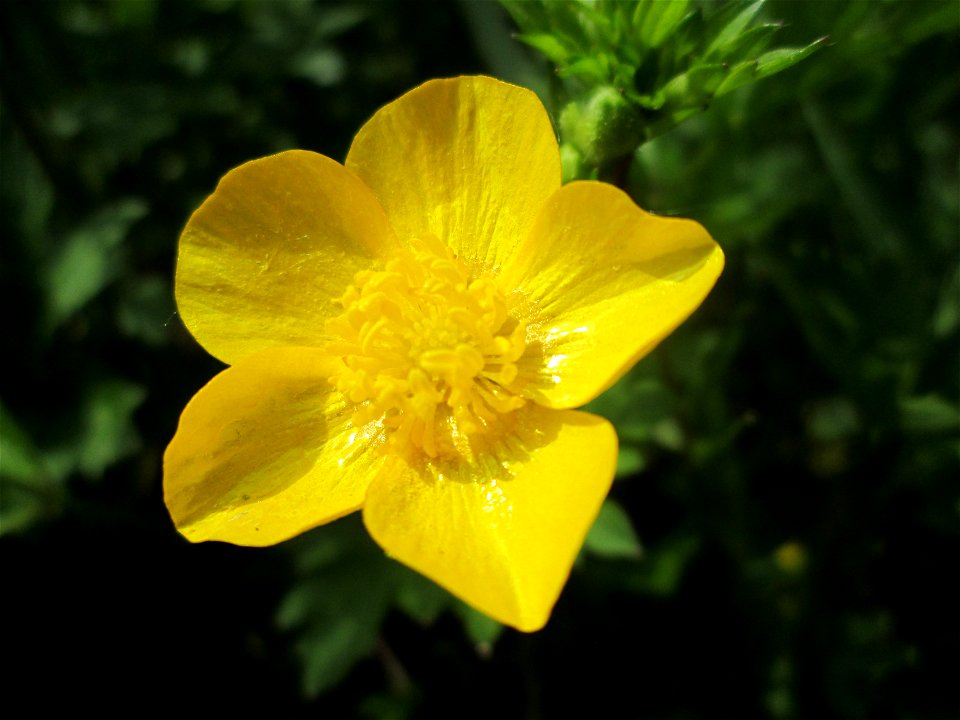 Kriechender Hahnenfuß (Ranunculus repens) im Naturschutzgebiet „St. Arnualer Wiesen“
