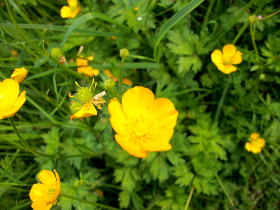 A Buttercup.
Taken in Cartland Craigs, Lanark.

Alternative ref: Cartland Craigs 20 June 2010 (136)