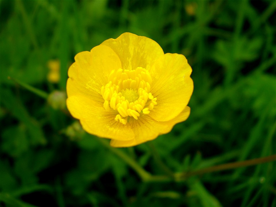 Creeping Buttercup (Ranunculus repens) in Fox Roost, Nfld, Canada.
