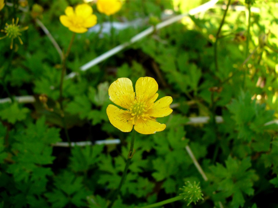 I am the originator of this photo. I hold the copyright. I release it to the public domain. This photo depicts Ranunculus flowers.
