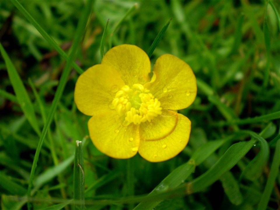 Ranunculus repens