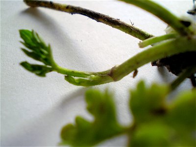 Ranunculus repens