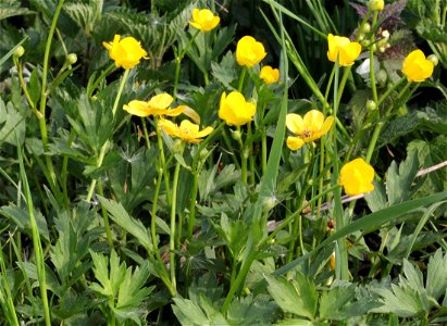 Plant Ranunculus repens "(Ranunculus repens)", central Bohemia, Czech Republic