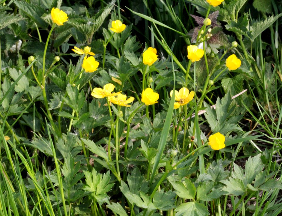 Plant Ranunculus repens "(Ranunculus repens)", central Bohemia, Czech Republic