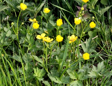 Plant Ranunculus repens "(Ranunculus repens)", central Bohemia, Czech Republic