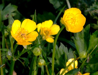 Plant Ranunculus repens "(Ranunculus repens)", central Bohemia, Czech Republic