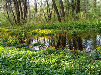 Waldtümpel neben einem Fluss mit Sumpfdotterblumen photo