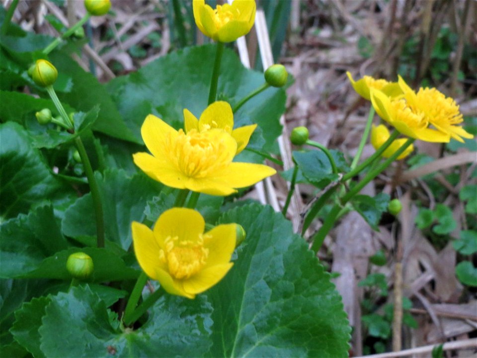 Sumpfdotterblume (Caltha palustris) in der Malscher Aue