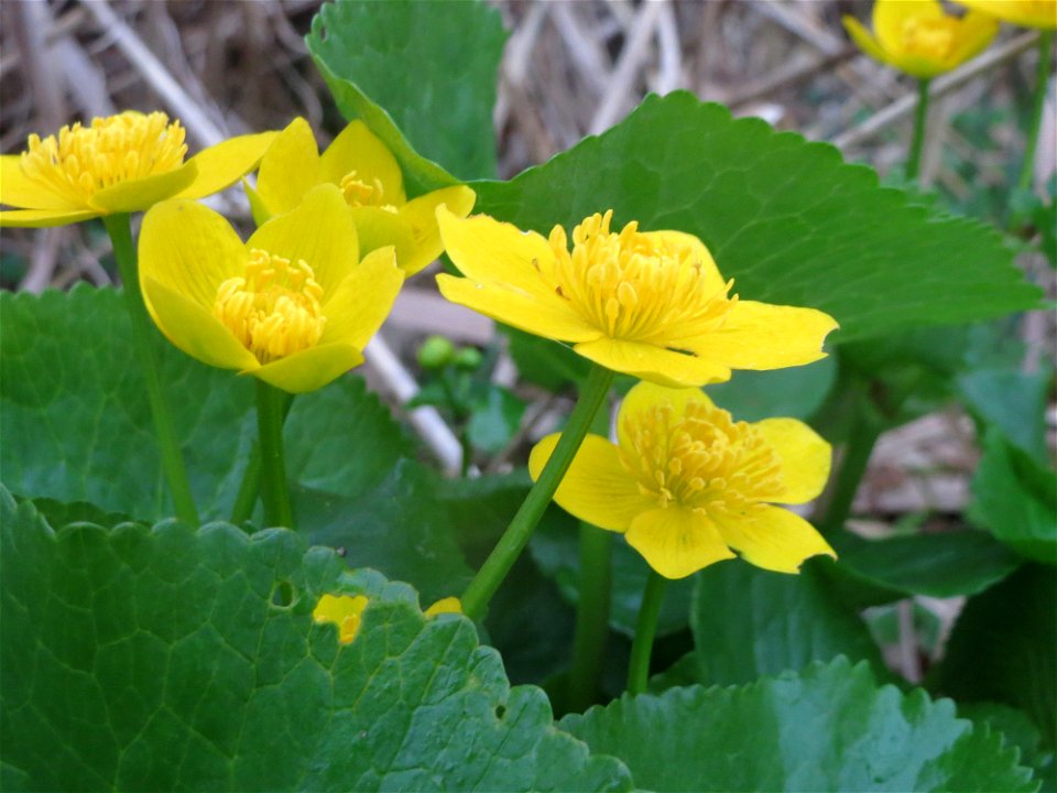 Sumpfdotterblume (Caltha palustris) in der Malscher Aue