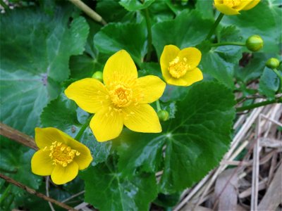 Sumpfdotterblume (Caltha palustris) in der Malscher Aue