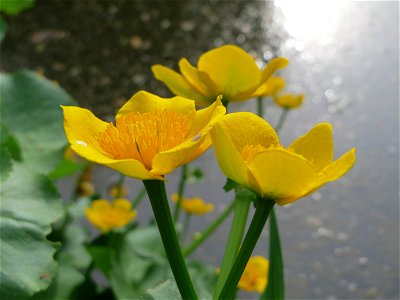 Sumpfdotterblume (Caltha palustris) im Schlossgarten Schwetzingen photo