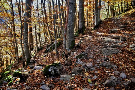 Forest steeply way to the top