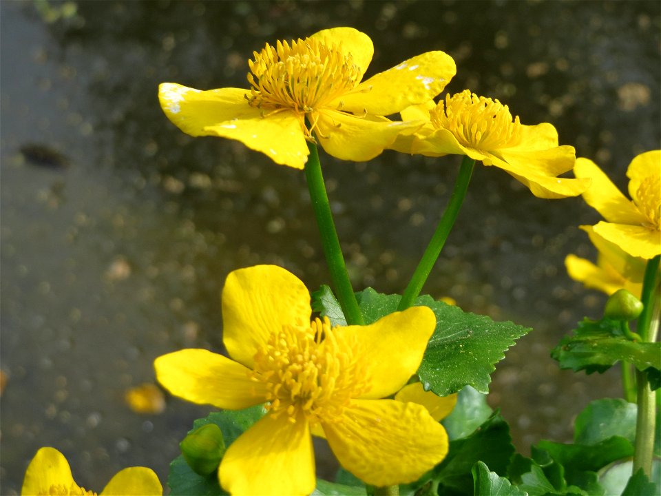 Sumpfdotterblume (Caltha palustris) im Schlossgarten Schwetzingen