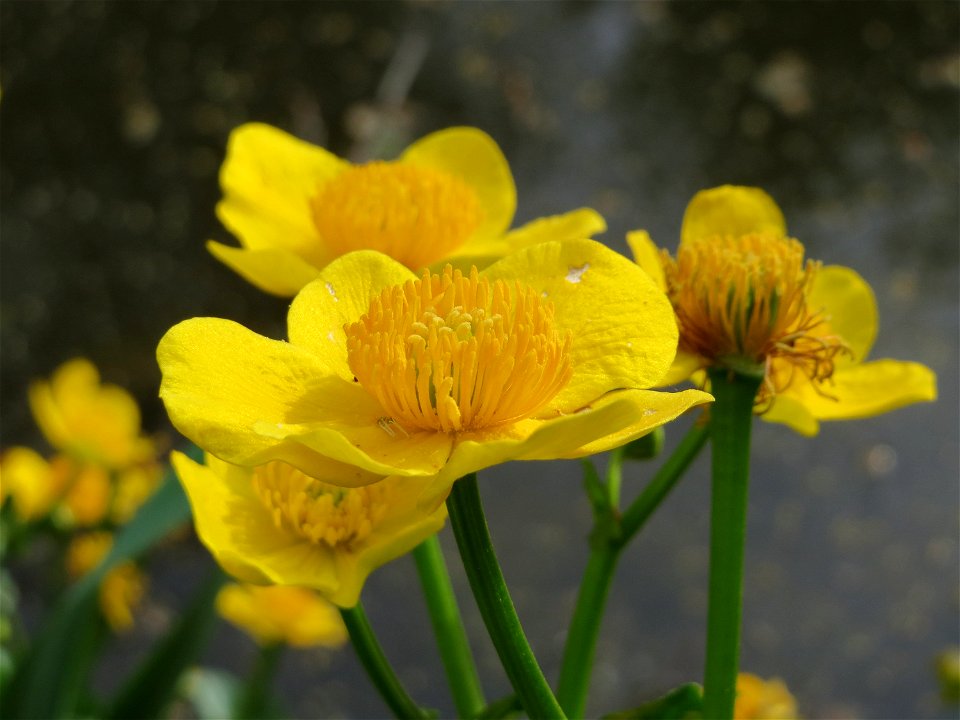 Sumpfdotterblume (Caltha palustris) im Schlossgarten Schwetzingen