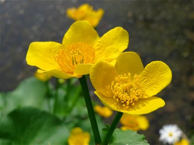 Sumpfdotterblume (Caltha palustris) im Schlossgarten Schwetzingen