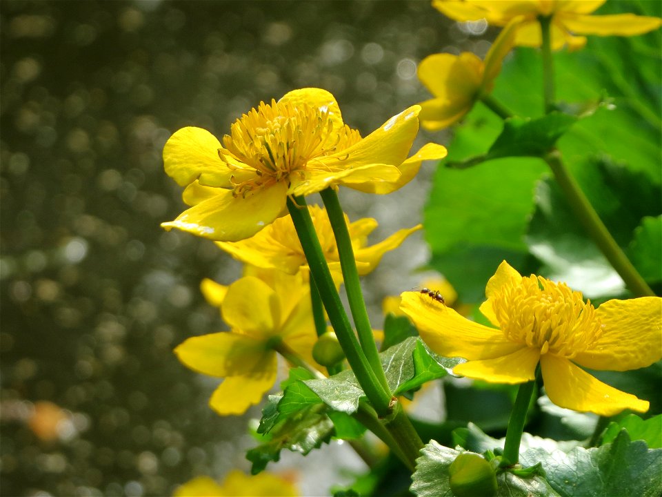 Sumpfdotterblume (Caltha palustris) im Schlossgarten Schwetzingen