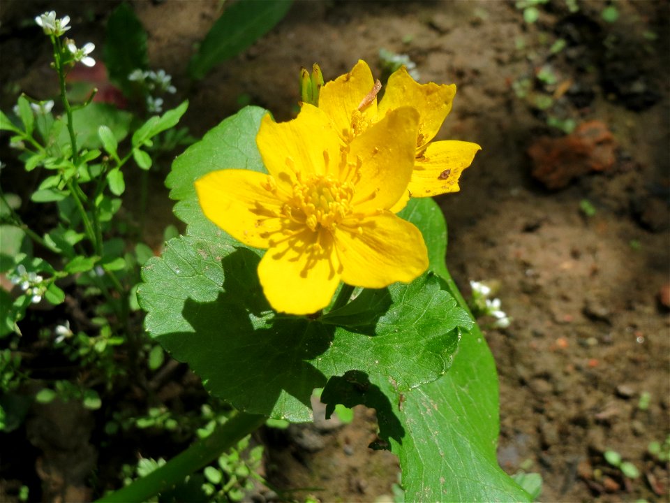 Sumpfdotterblume (Caltha palustris) im Landschaftsschutzgebiet „Drahtzugweiher und das Habsterwiesental“ in Alt-Saarbrücken