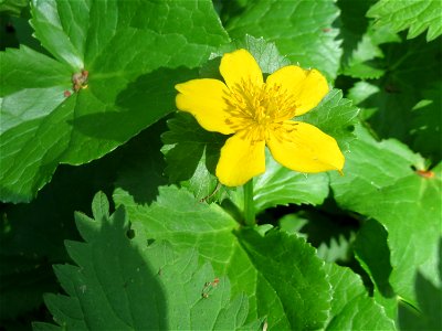 Sumpfdotterblume (Caltha palustris) im Landschaftsschutzgebiet „Drahtzugweiher und das Habsterwiesental“ in Alt-Saarbrücken