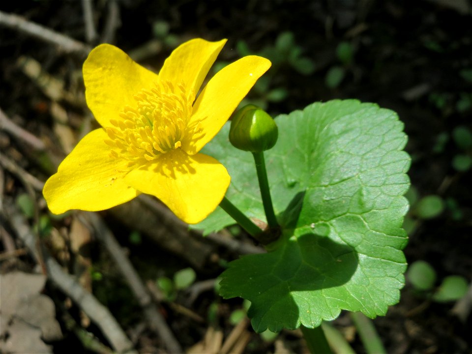 Sumpfdotterblume (Caltha palustris) im Landschaftsschutzgebiet „Drahtzugweiher und das Habsterwiesental“ in Alt-Saarbrücken