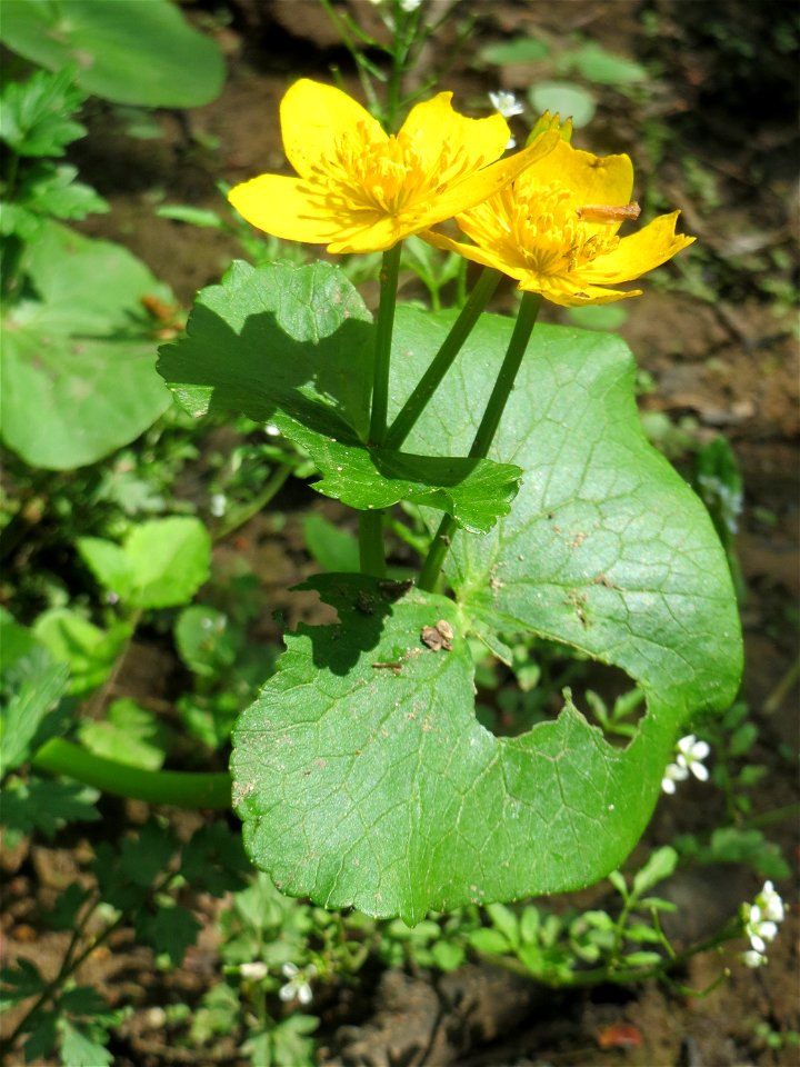 Sumpfdotterblume (Caltha palustris) im Landschaftsschutzgebiet „Drahtzugweiher und das Habsterwiesental“ in Alt-Saarbrücken