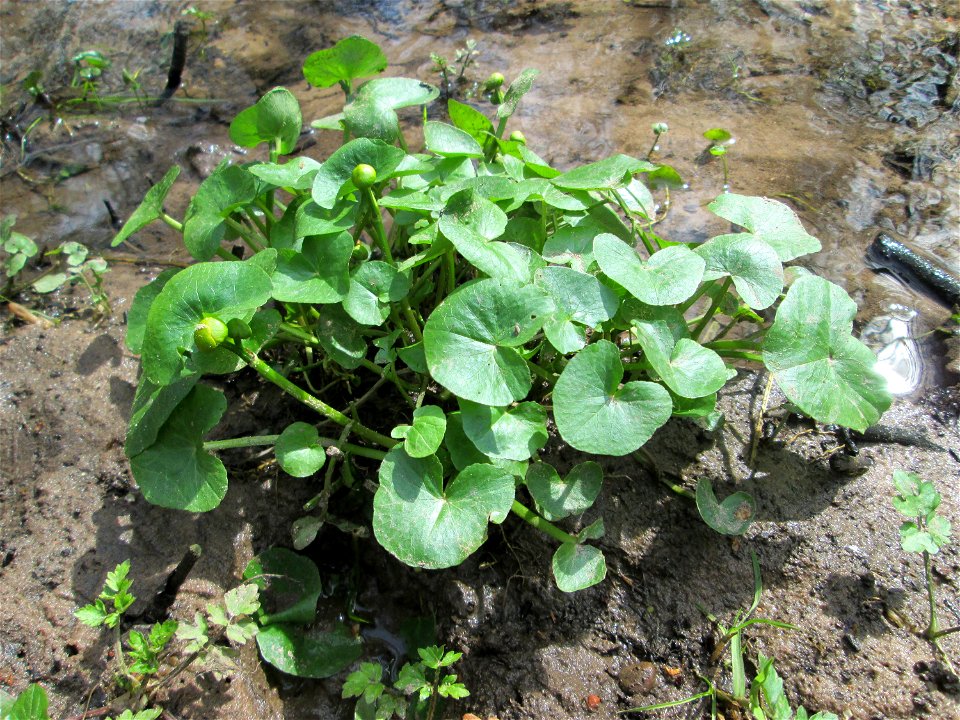 Sumpfdotterblume (Caltha palustris) im Landschaftsschutzgebiet „Drahtzugweiher und das Habsterwiesental“ in Alt-Saarbrücken