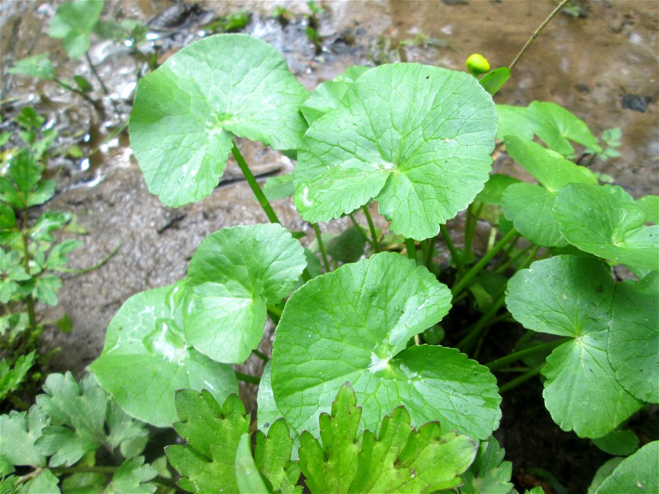 Sumpfdotterblume (Caltha palustris) im Landschaftsschutzgebiet „Drahtzugweiher und das Habsterwiesental“ in Alt-Saarbrücken