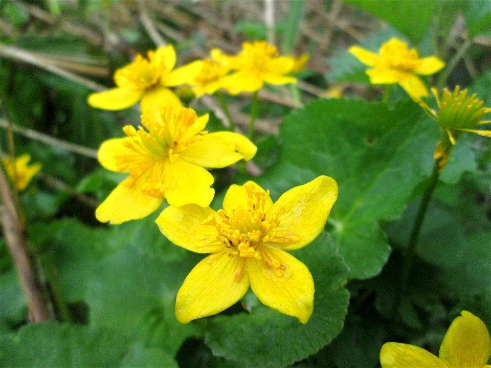 Sumpfdotterblume (Caltha palustris) im Landschaftsschutzgebiet „Drahtzugweiher und das Habsterwiesental“ in Alt-Saarbrücken