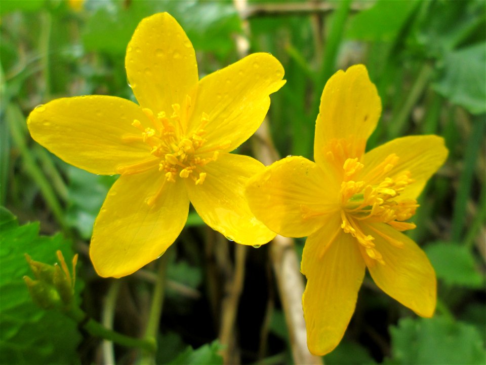 Sumpfdotterblume (Caltha palustris) im Landschaftsschutzgebiet „Drahtzugweiher und das Habsterwiesental“ in Alt-Saarbrücken