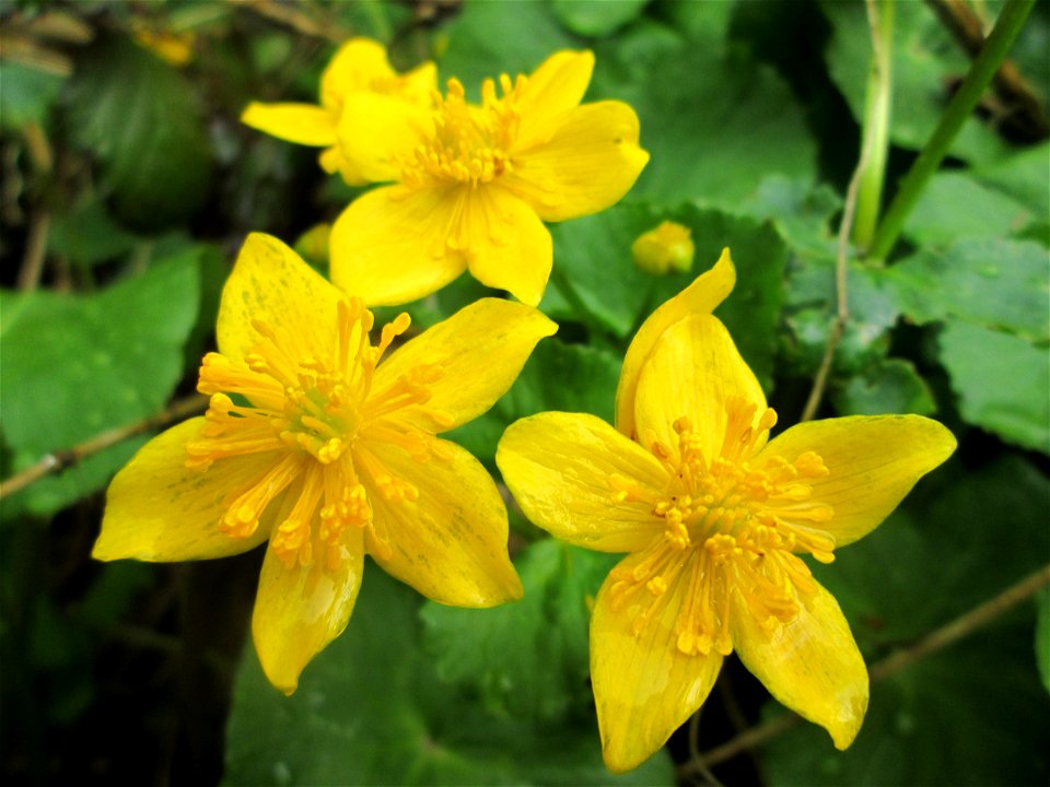 Sumpfdotterblume (Caltha palustris) im Landschaftsschutzgebiet „Drahtzugweiher und das Habsterwiesental“ in Alt-Saarbrücken