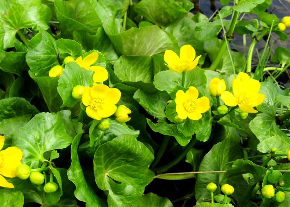 marsh marigold (Caltha palustris) photo