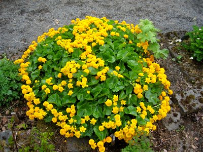 Caltha palustris f. flore pleno; Photo taken in Grasagarður Reykjavíkur the Botanical Garden in Reykjavik, Iceland by Salvör