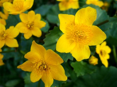 Close-up of flowers of Caltha palustris.