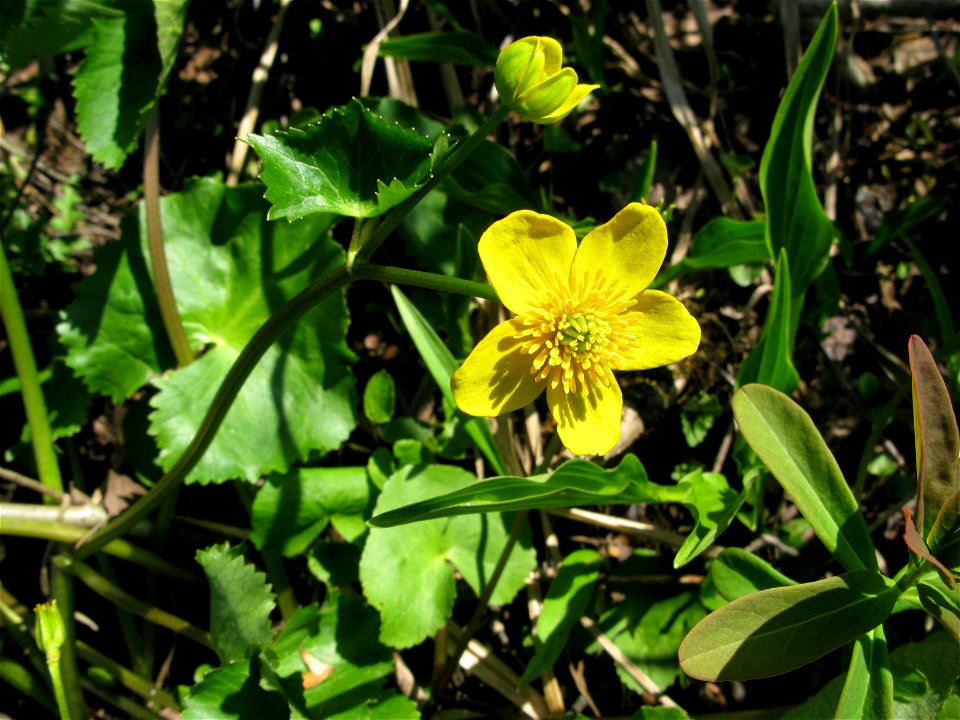 Caltha palustris var. nipponica, Aizu area, Fukushima pref., Japan