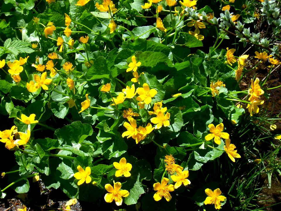 Fleurs sur le Vitocha (trolles d'Europe ?)
Deutsch:  Blumen auf dem Witoscha (Trollblumen) ?