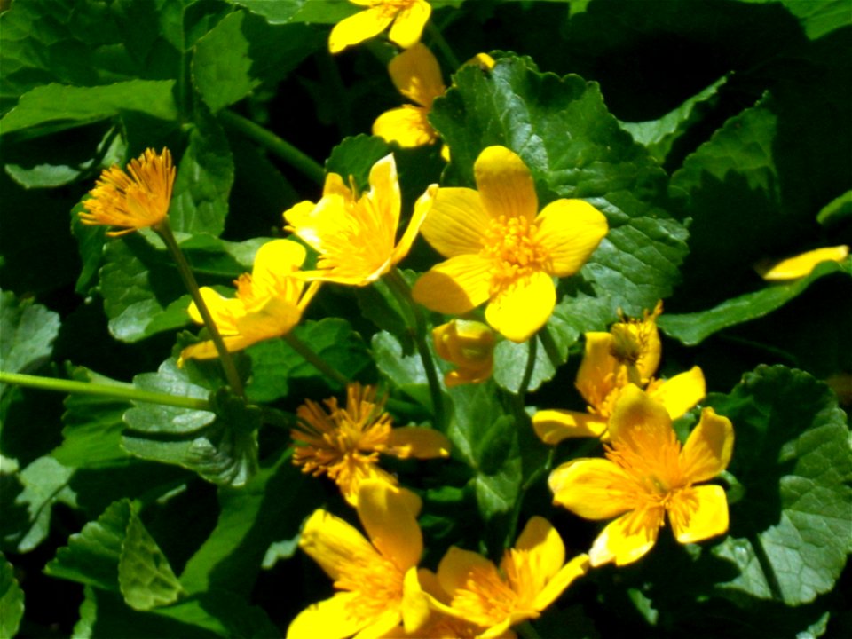 Fleurs sur le Vitocha (trolle d'Europe ?)
Deutsch:  Blumen auf dem Witoscha (Trollblumen?)