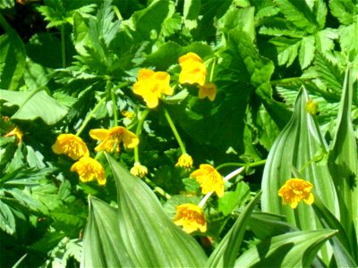 fleurs sur le Vitocha (Bulgarie) - trolles d'Europe ? Deutsch: Blumen auf dem Witoscha (Trollblumen ?) photo