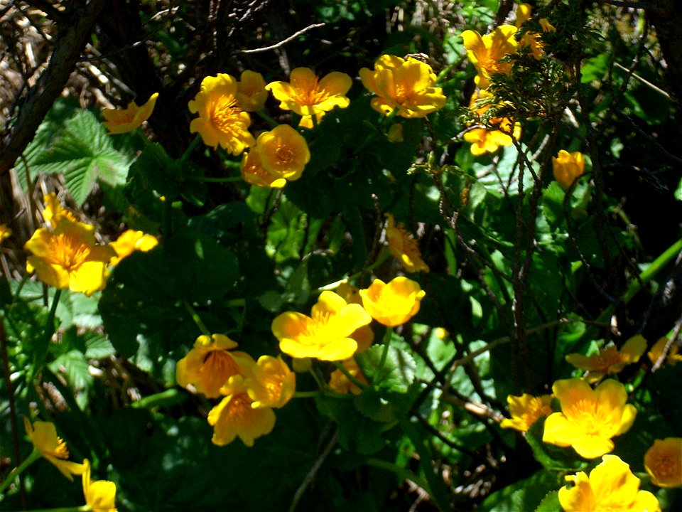 Fleurs sur le Vitocha - trolle d'Europe ?
Deutsch:  Blumen auf dem Witoscha (Trollblumen?)