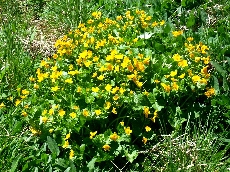 Fleurs sur le Vitocha (trolle d'Europe ?)
Deutsch:  Blumen auf dem Witoscha (Trollblumen?)
