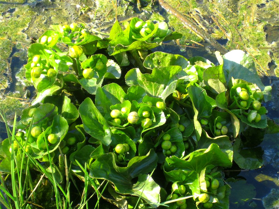 Caltha palustris photo