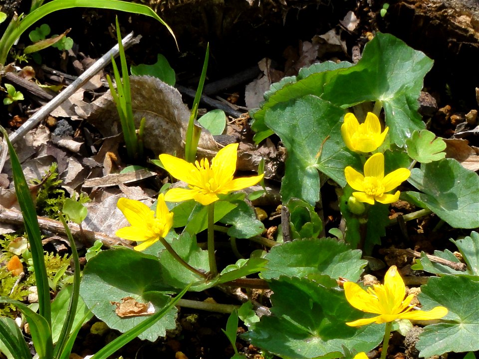 リュウキンカ[立金花][Caltha palustris var. nipponica] photo