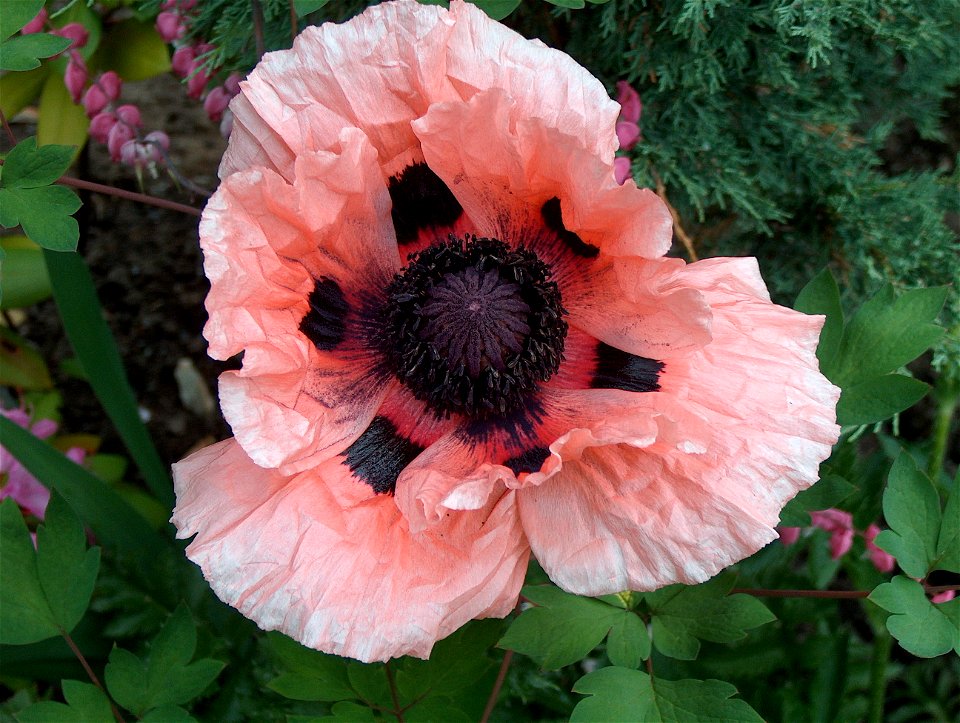 Aerial view of a salmon-coloured Oriental Poppy (Papaver orientale).