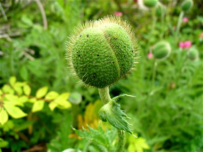 I am the originator of this photo. I hold the copyright. I release it to the public domain. This photo depicts a poppy bud.