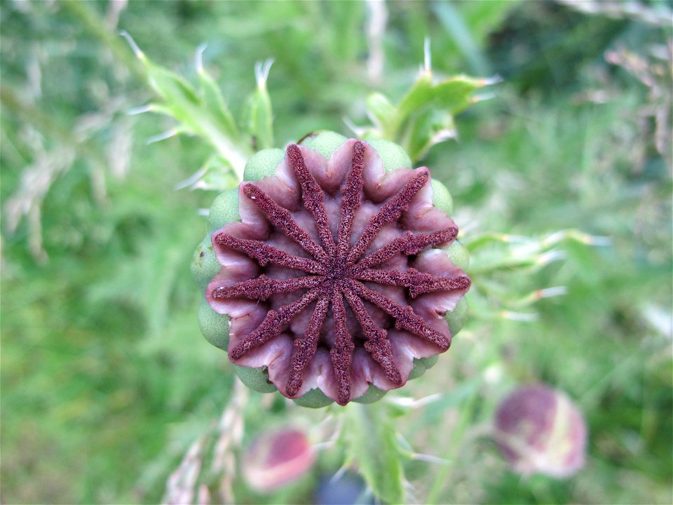 Papaver orientale (oriental poppy)