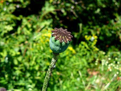 I am the originator of this photo. I hold the copyright. I release it to the public domain. This photo depicts a Papaver orientale pod.