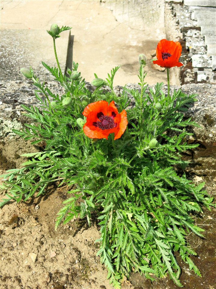Breadseed poppy in Lacrost (Saône-et-Loire, France)