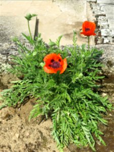 Breadseed poppy in Lacrost (Saône-et-Loire, France)